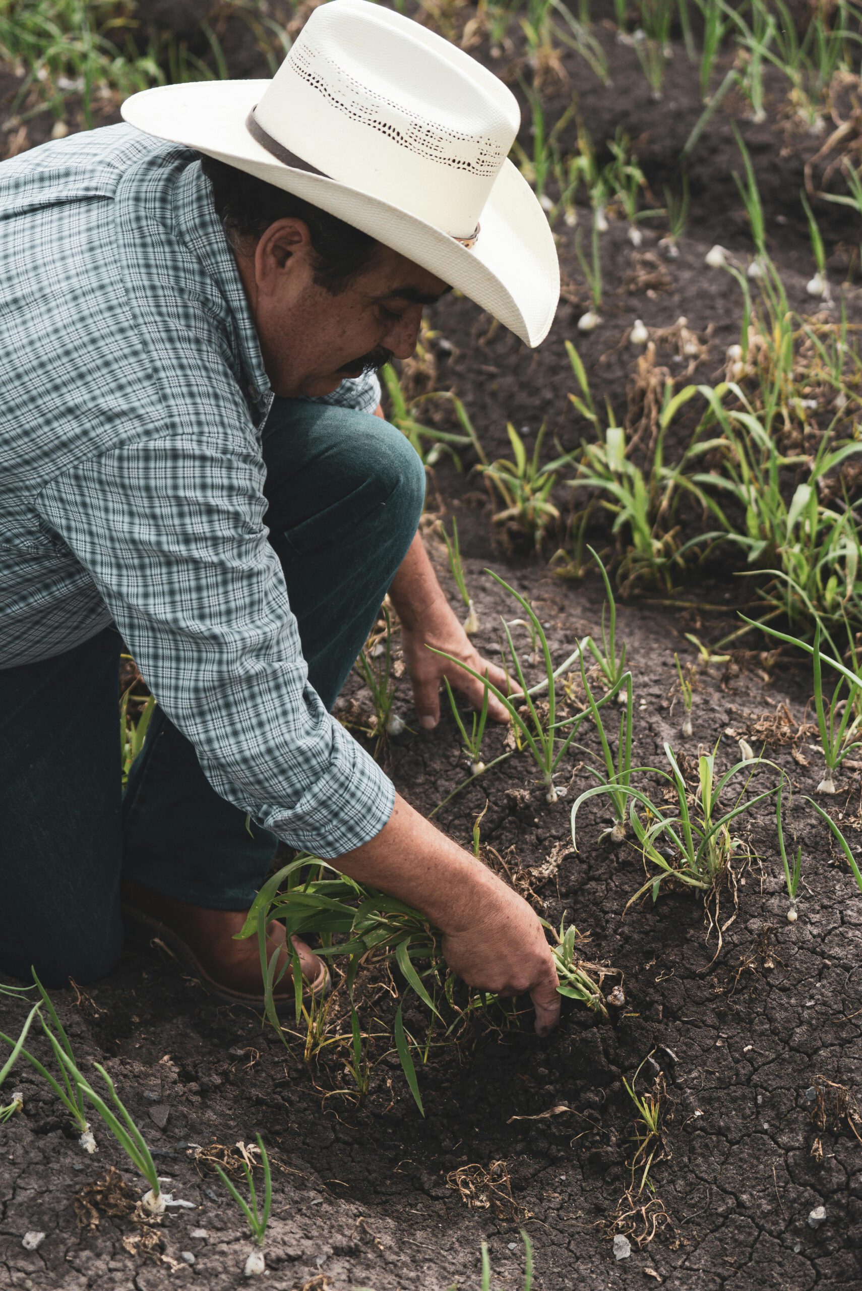 Hispanic farmer planting young crops in soil, focusing on sustainable farming techniques.