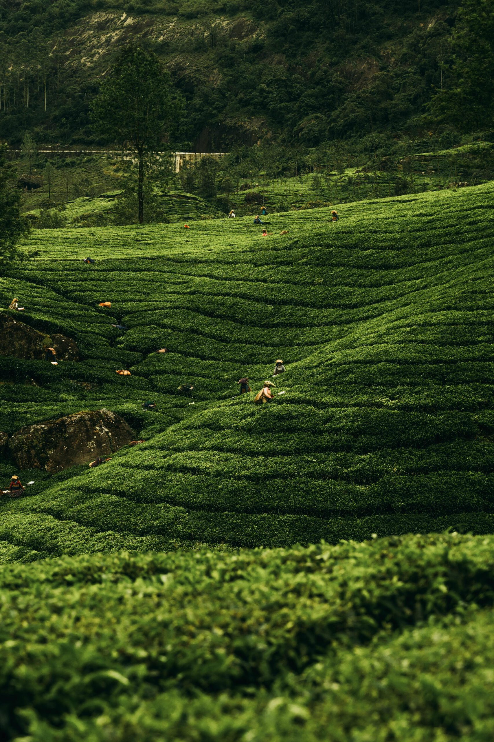 Scenic view of tea plantations with workers in Kerala, India capturing the essence of rural life.